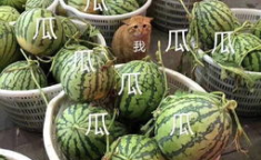 娱乐吃瓜最新瓜,神秘事件引发热议，真相即将揭晓！