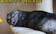 娱乐圈吃瓜猫是谁,揭秘娱乐圈幕后真相的神秘人物