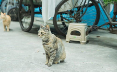 718娱乐吃瓜官网入口看天气,天气变化背后的娱乐风云”