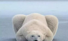 娱乐吃瓜酱北极熊,吃瓜酱视角下的极地风情