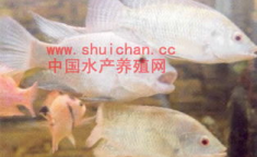 中国水产养殖网,洞察行业动态，助力产业升级”
