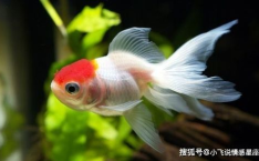 娱乐718吃瓜张金鱼,张金鱼吃瓜背后的故事