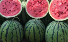 安排好行程娱乐吃瓜酱,尽享娱乐美食之旅