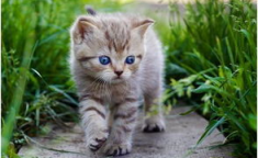 娱乐吃瓜酱给猫照相,猫咪写真集
